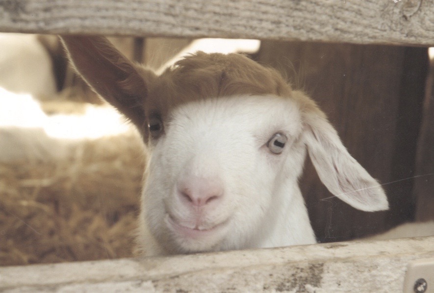 En ces temps si mouvementés, pour ne pas devenir chèvre, il faut tendre l’oreille et la bonne